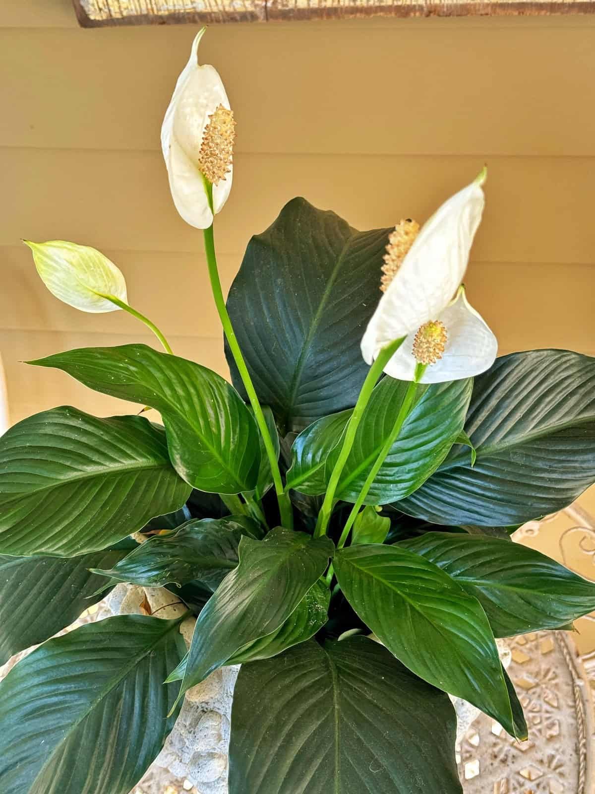 Peace lily
